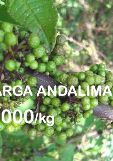 harga-andaliman