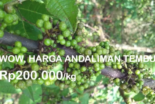 harga-andaliman